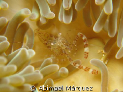 Sun Anemone Shrimp by Abimael Márquez 
